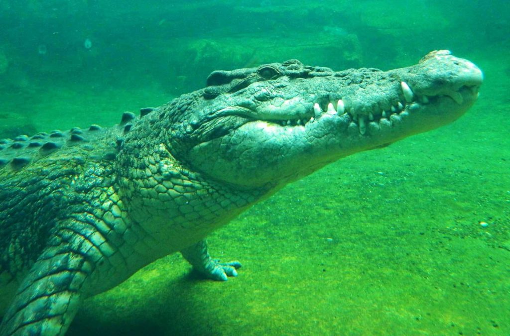 Crocodilo Rex é atração no zoológico Sydney Wild Life