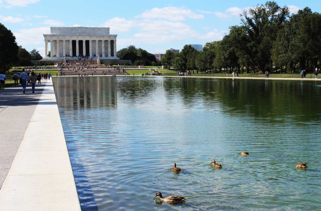 Patos nadam no espelho d'água em frente ao Lincoln Memorial