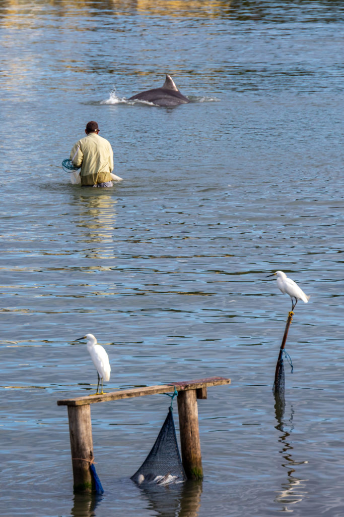 Botos nadam perto de pescadores nos Molhes da Barra, em Laguna