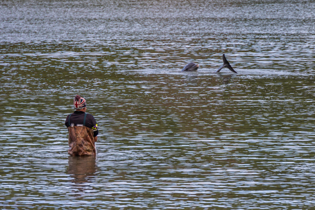 Botos nadam perto de pescadores nos Molhes da Barra, em Laguna