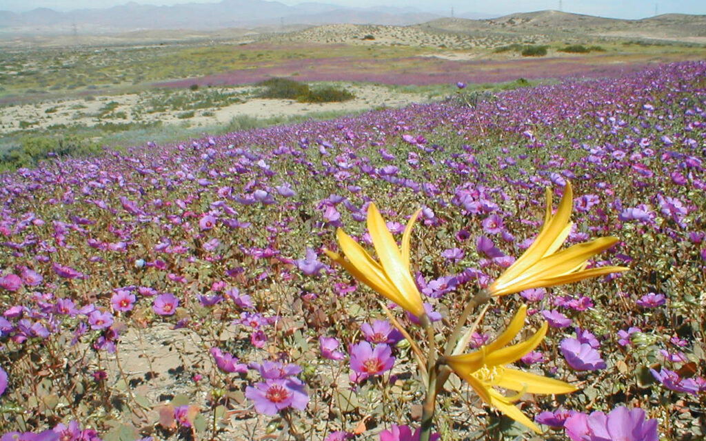 Foto: Javier Rubilar/Wikimedia Commons