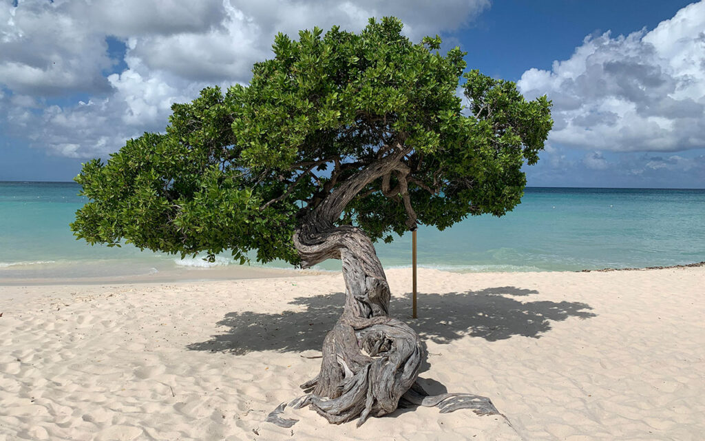 Foto: Jolanda de Koning/Pixabay